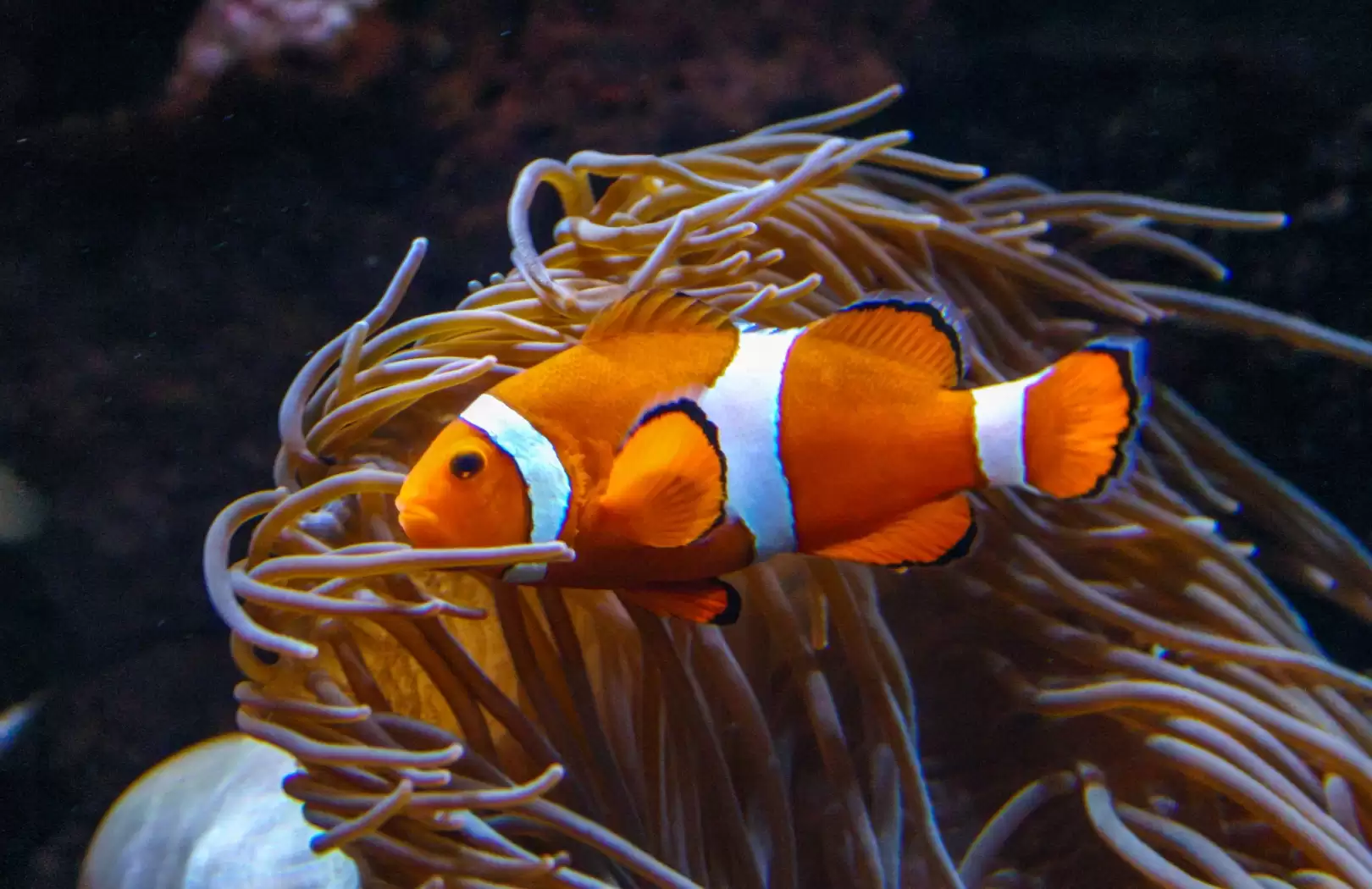 Clown Fish Package at Bali Safari & Marine Park
