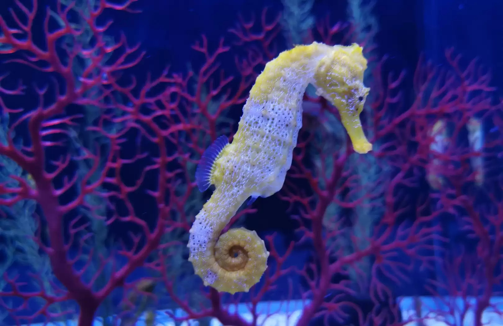 Sea Dragon Package at Bali Safari & Marine Park