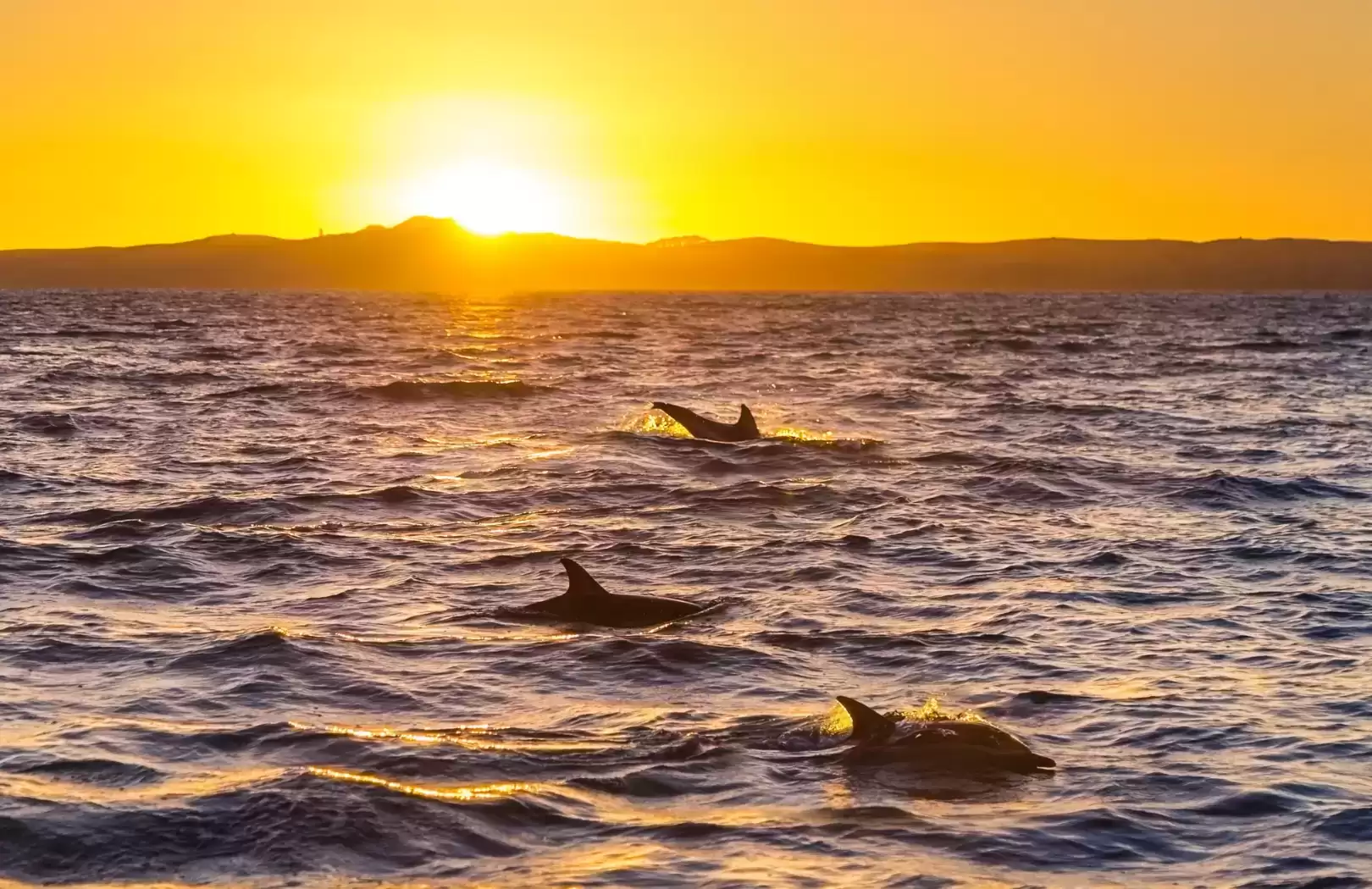 Observation des dauphins à la plage de Lovina