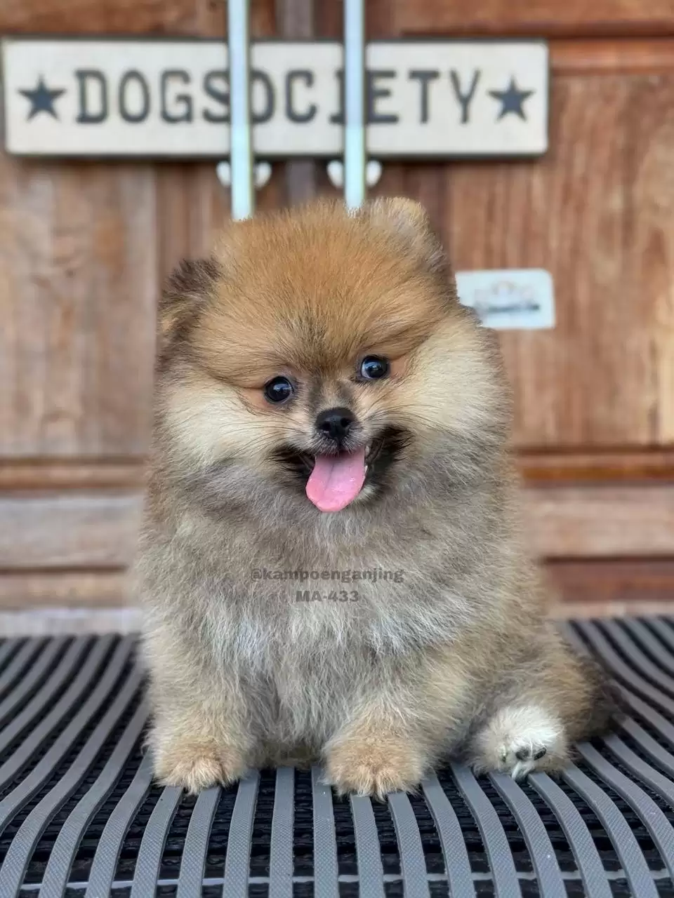 Pomeranian German Spitz male 433