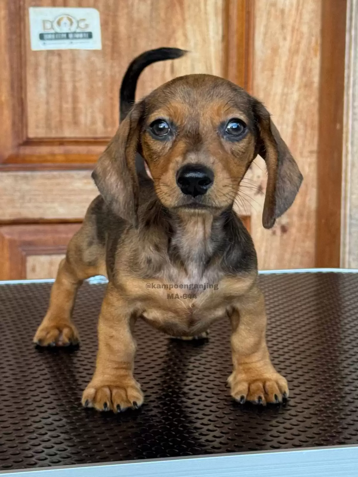 Dachsund male 644