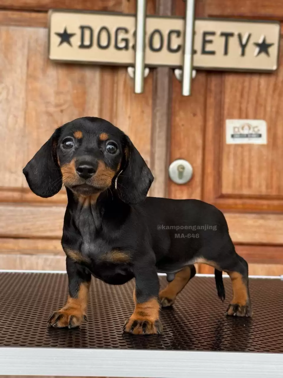 Dachsund male 646
