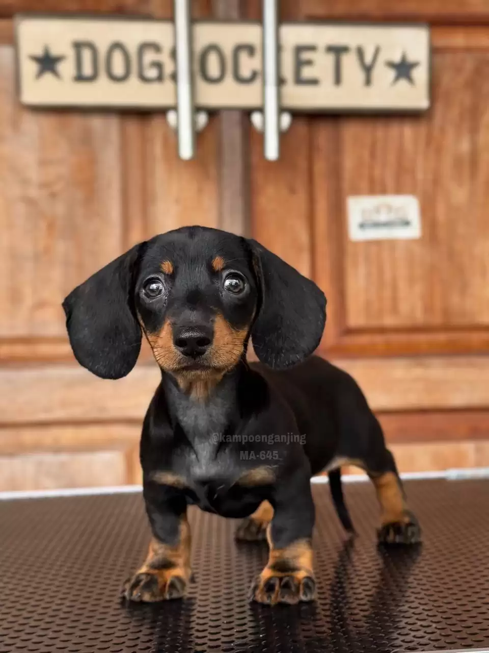 Dachsund male 645