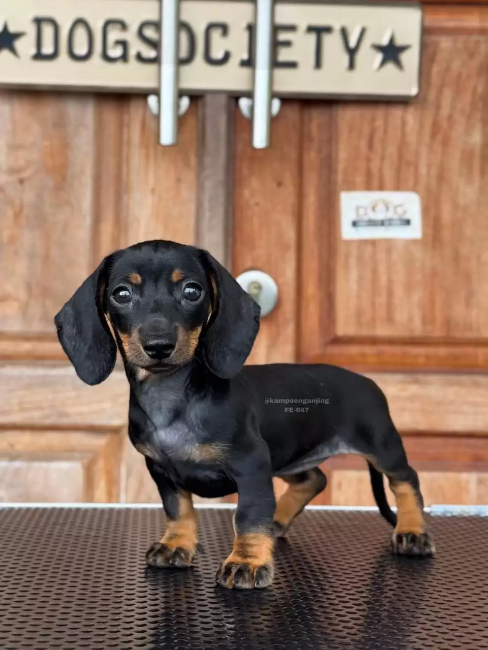 Dachsund female 647