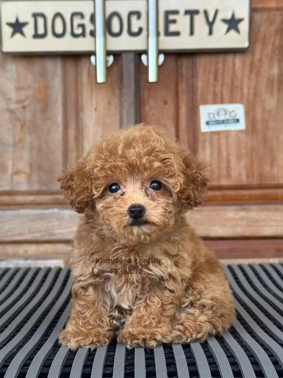 Poodle female 5192