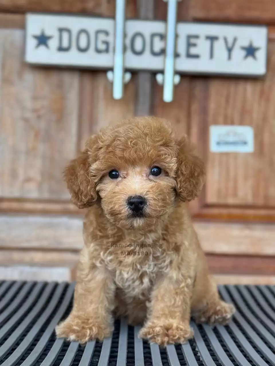 Poodle male 5190