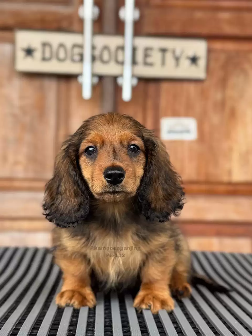 Longhaired Dachsund female 132