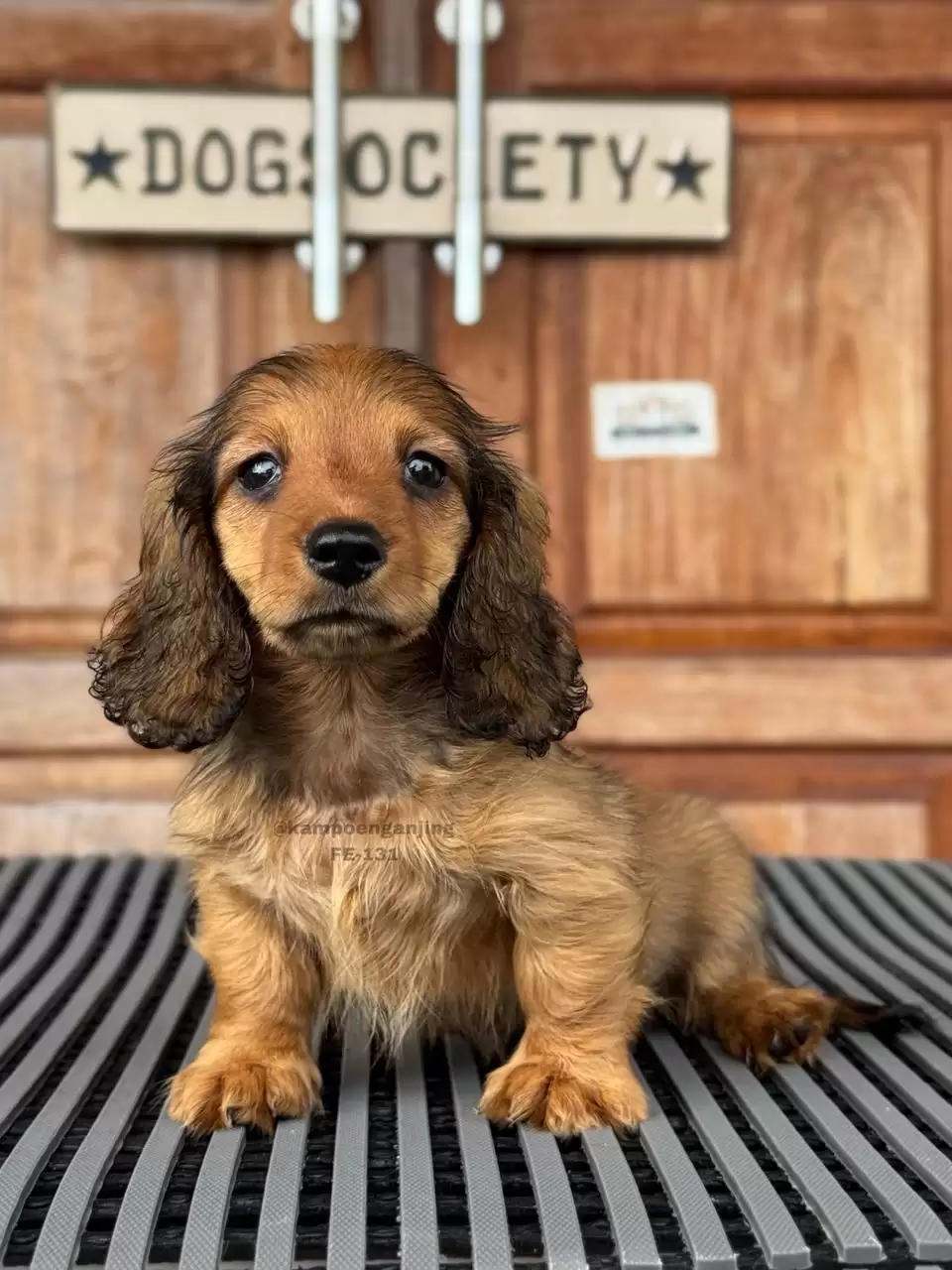 Longhaired Dachsund female 131