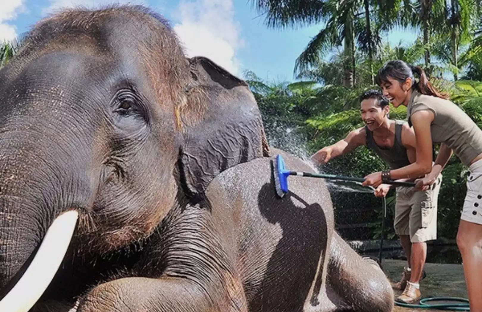 Elephant Mud Fun Experience at Mason Elephant Park