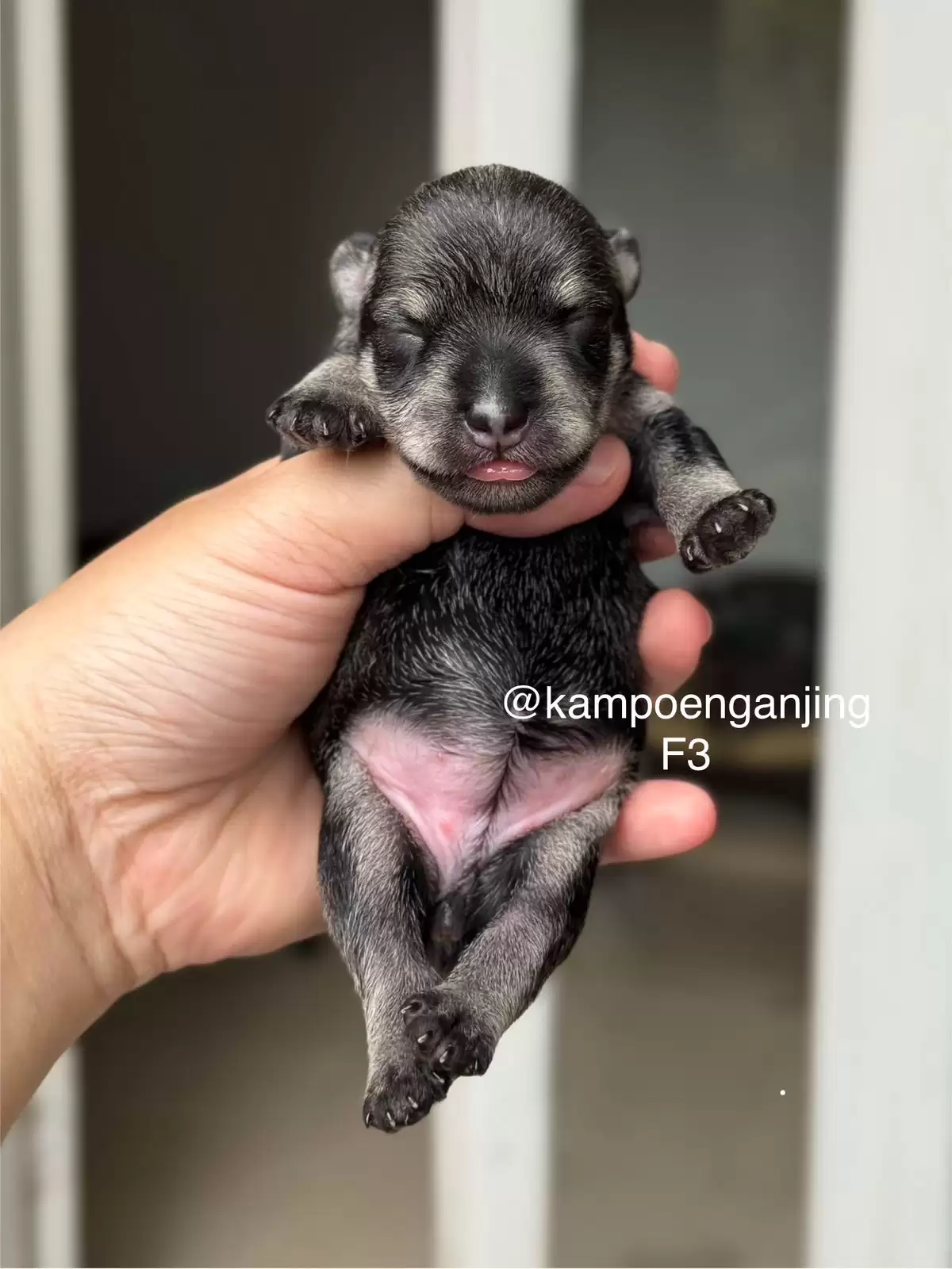 Open Booking Schnauzer female 03