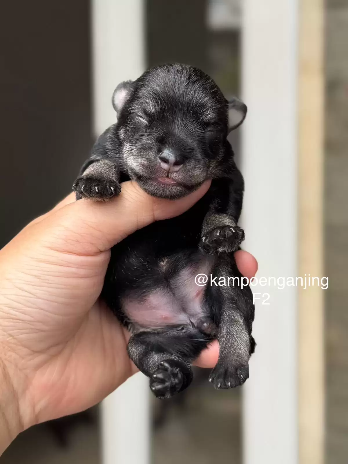 Open Booking Schnauzer female 02