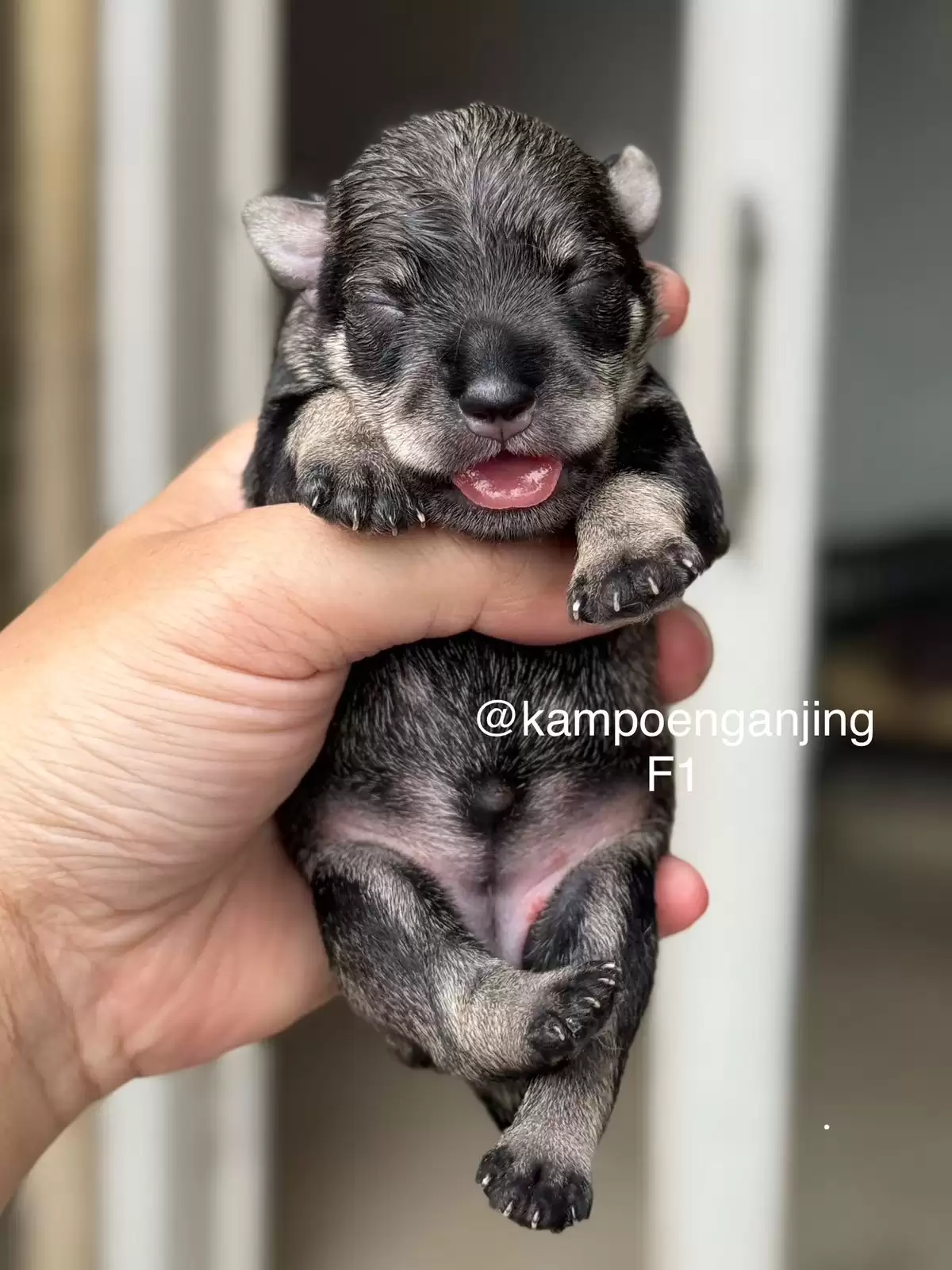Open Booking Schnauzer female 01