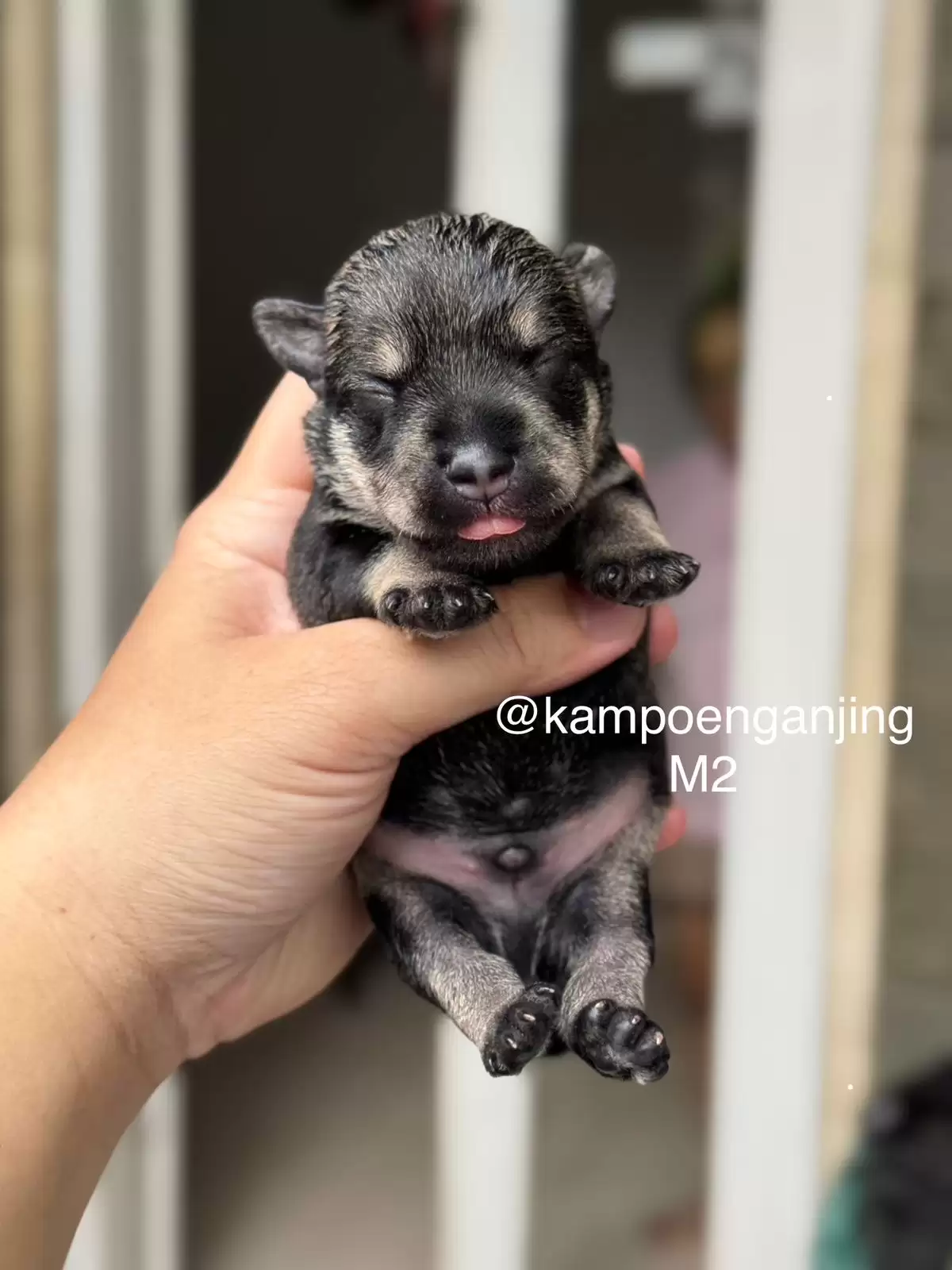 Open Booking Schnauzer male 02