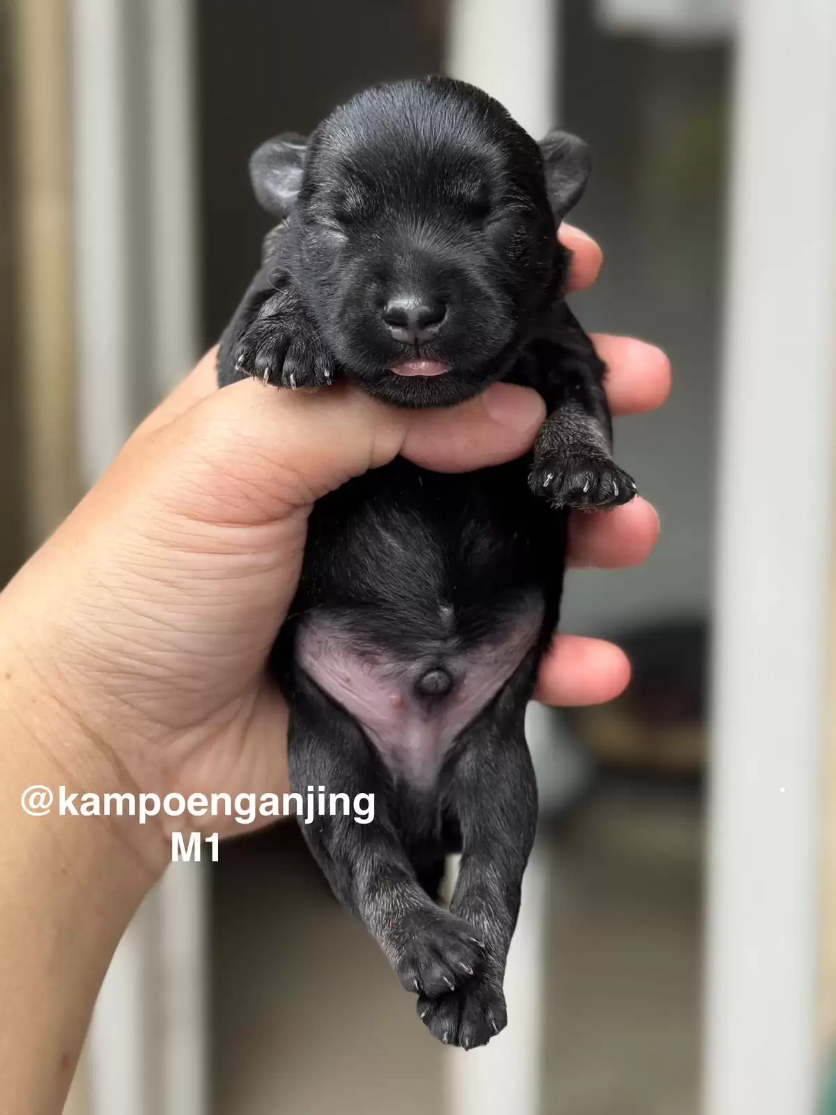 Open Booking Schnauzer male 01