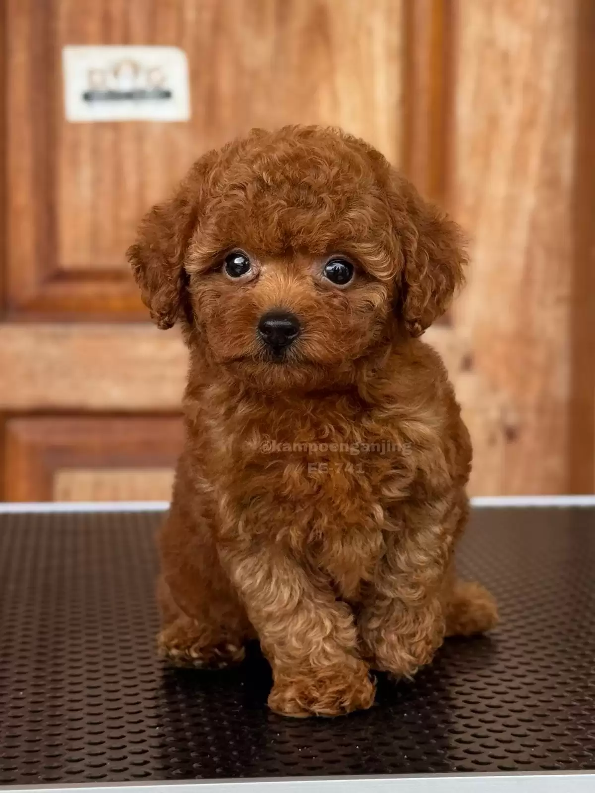 Poodle female 741