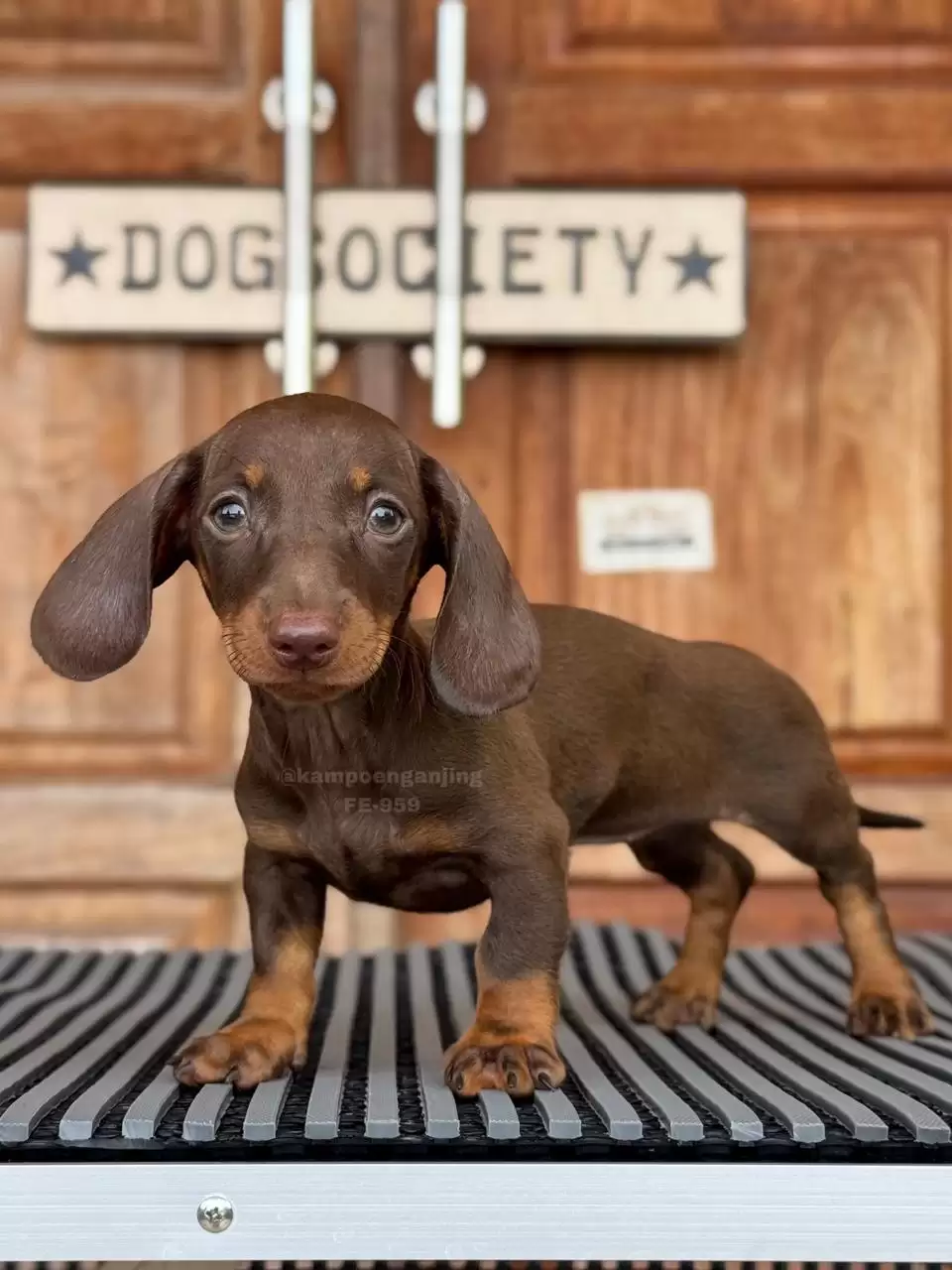 Dachshund female 959