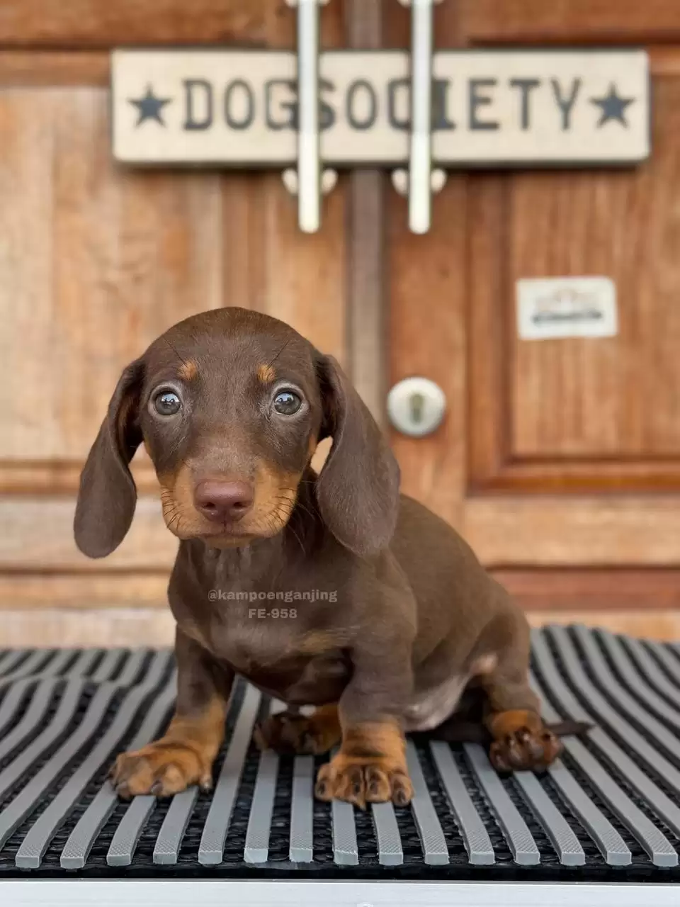 Dachsund female 958