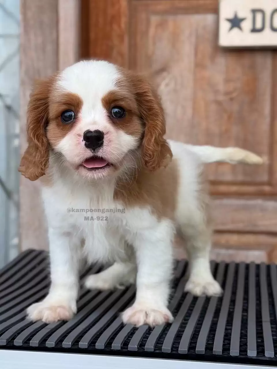 Cavalier King Charles Spaniel male 922