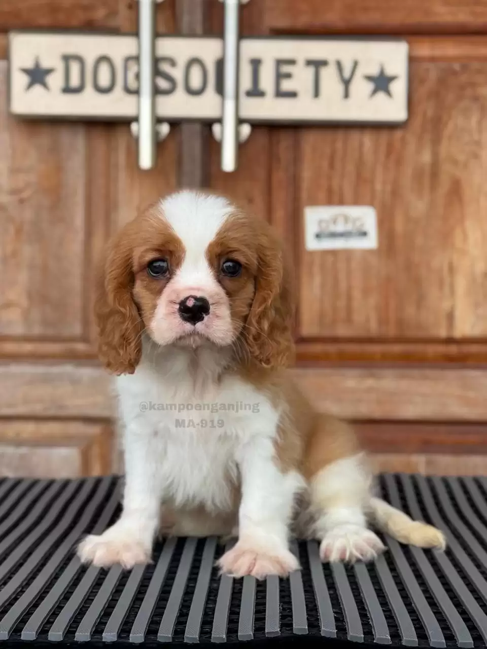 Cavalier King Charles Spaniel male 919