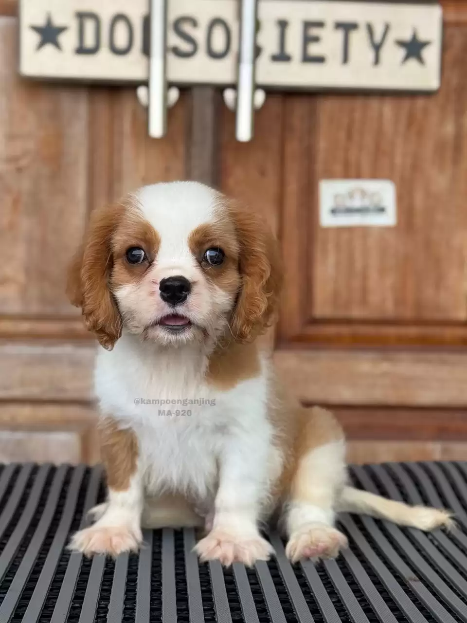 Cavalier King Charles Spaniel male 920