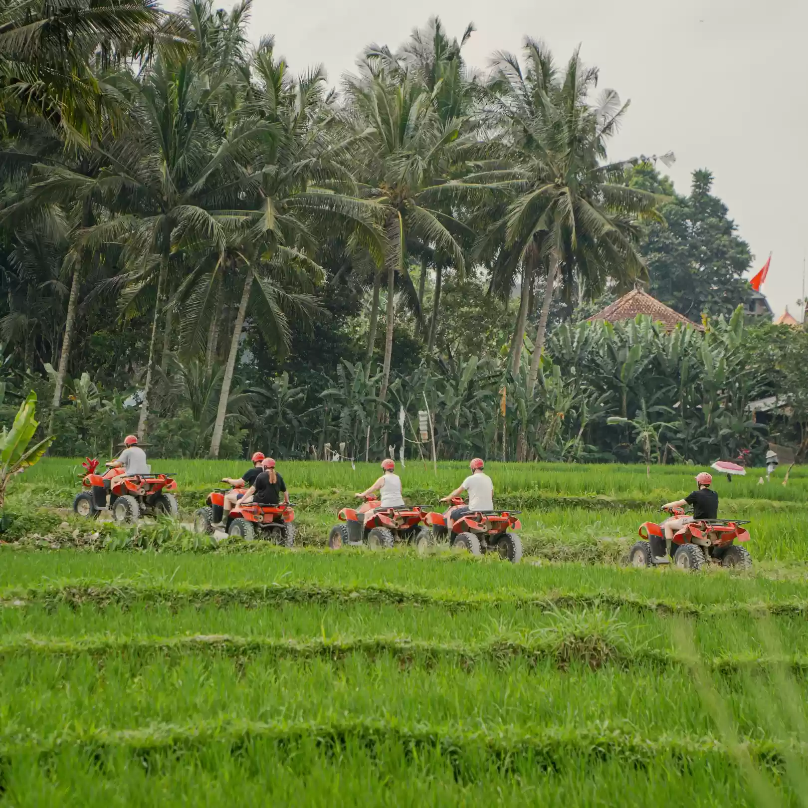 The Balinese Rice Field