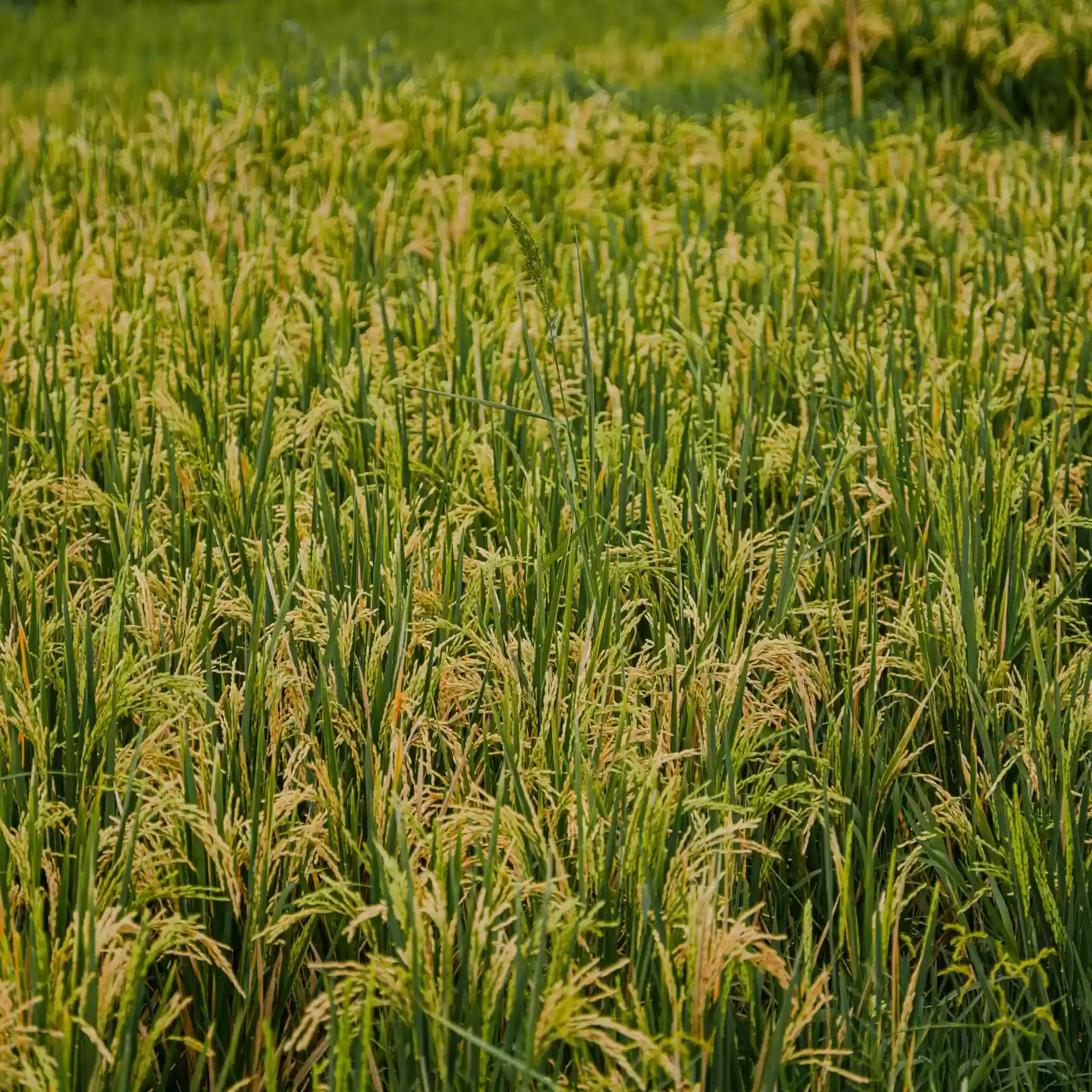 The Balinese Rice Field