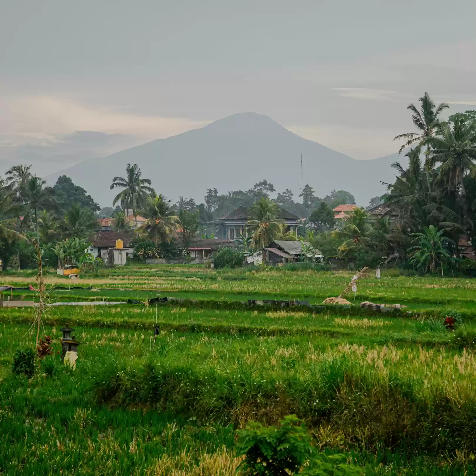 The Balinese Rice Field