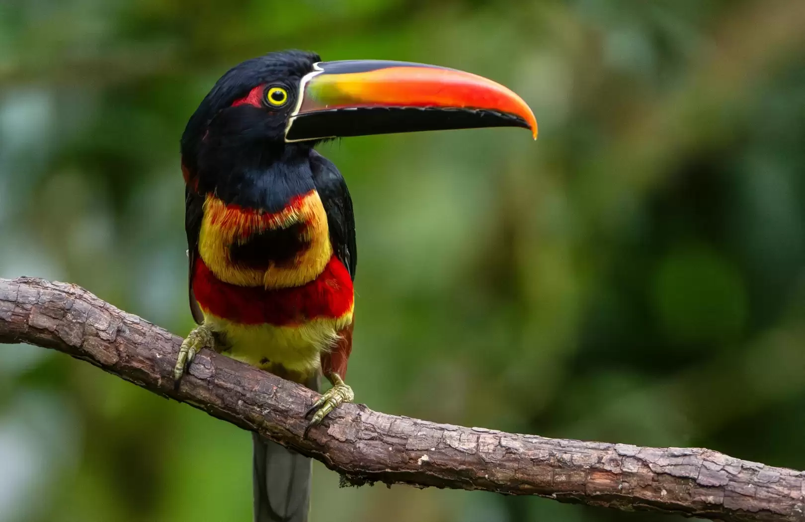 Sumatra Rainforest & Orangutans