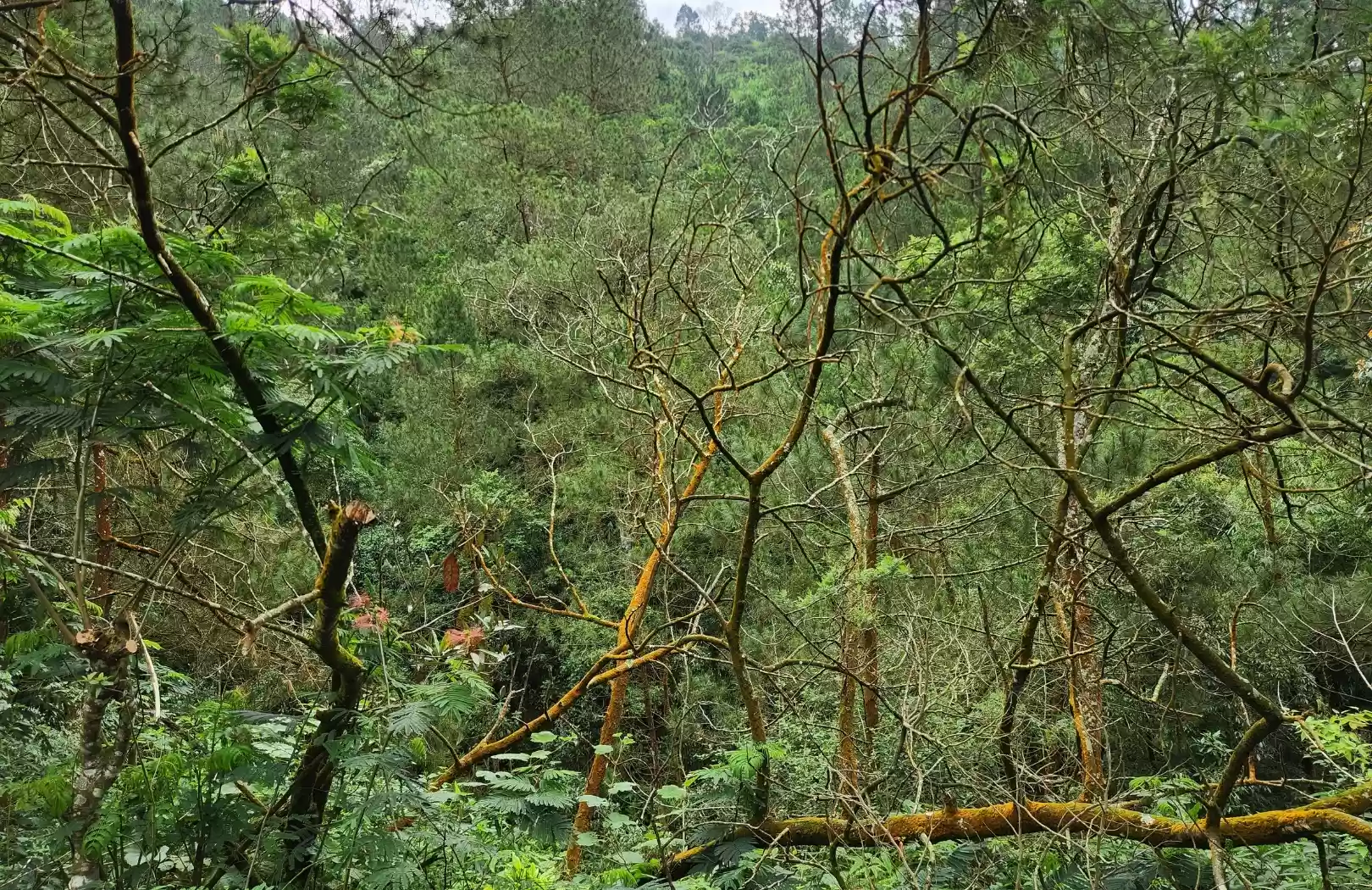 Sumatra Rainforest & Orangutans