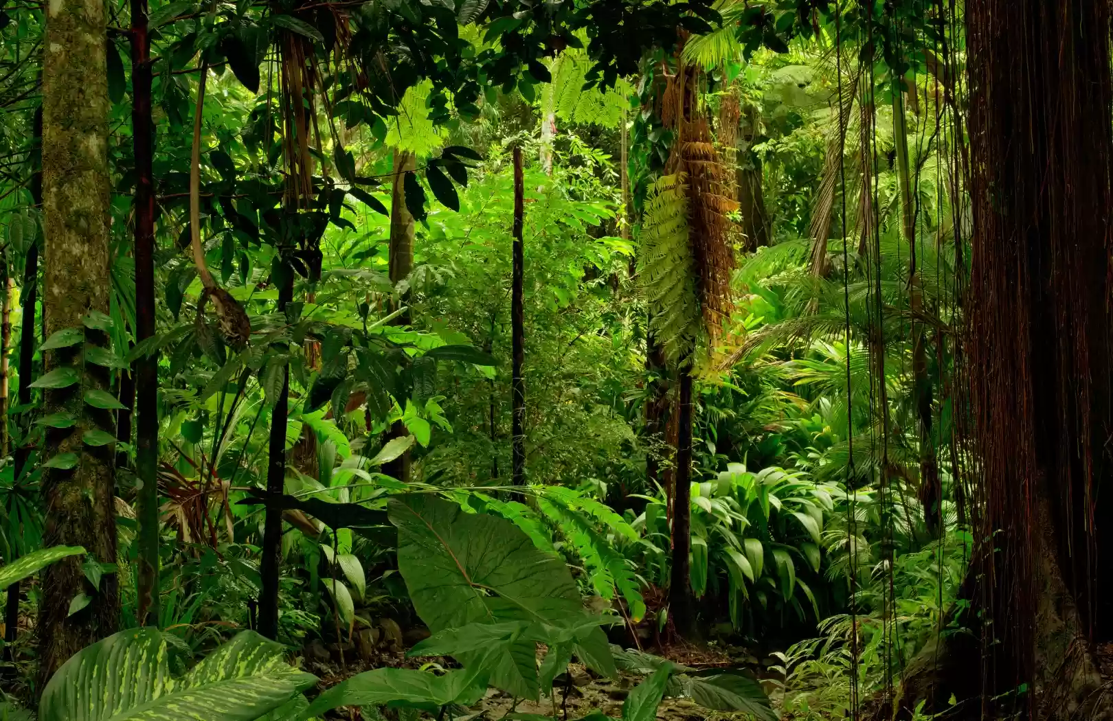 Sumatra Rainforest & Orangutans