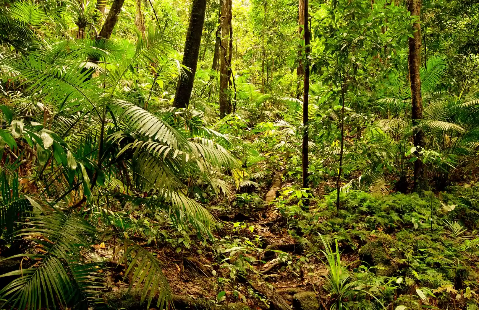 Sumatra Rainforest & Orangutans