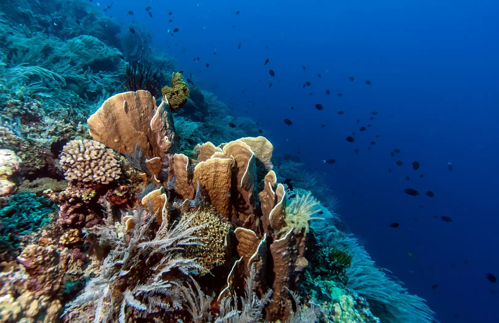 Sulawesi Cultural Route (12 Days / 11 Nights)