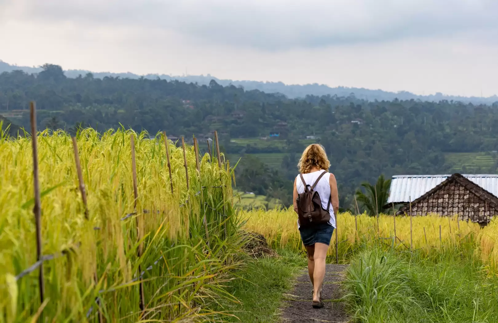 Custom Transfer with Stop – Ubud to Lovina via Jatiluwih