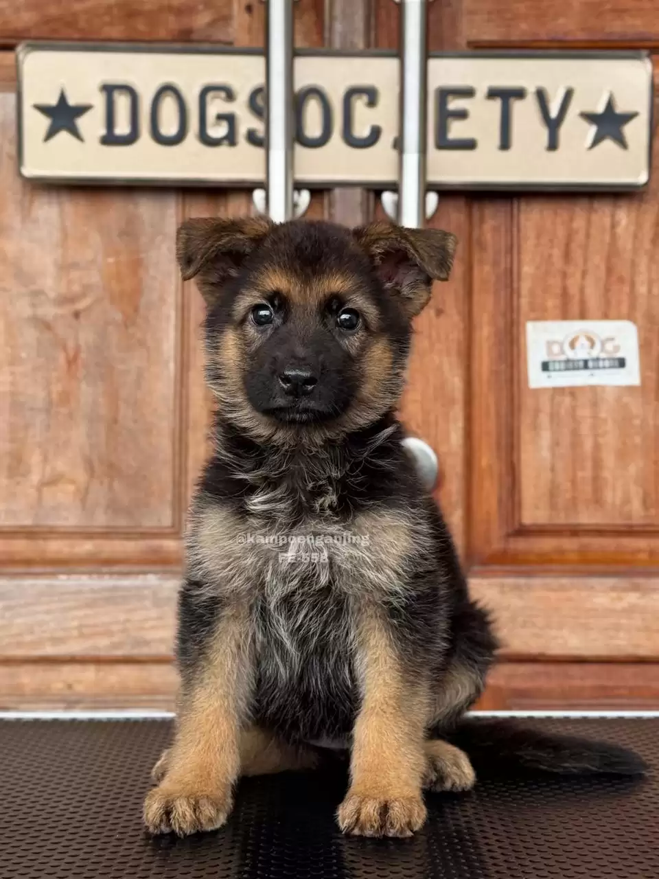 German Shepherd female 558