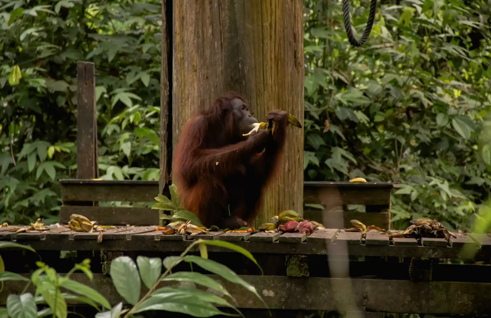BORNEO – Croisière sur la Rivière de Tanjung Puting (4 jours / 3 nuits)