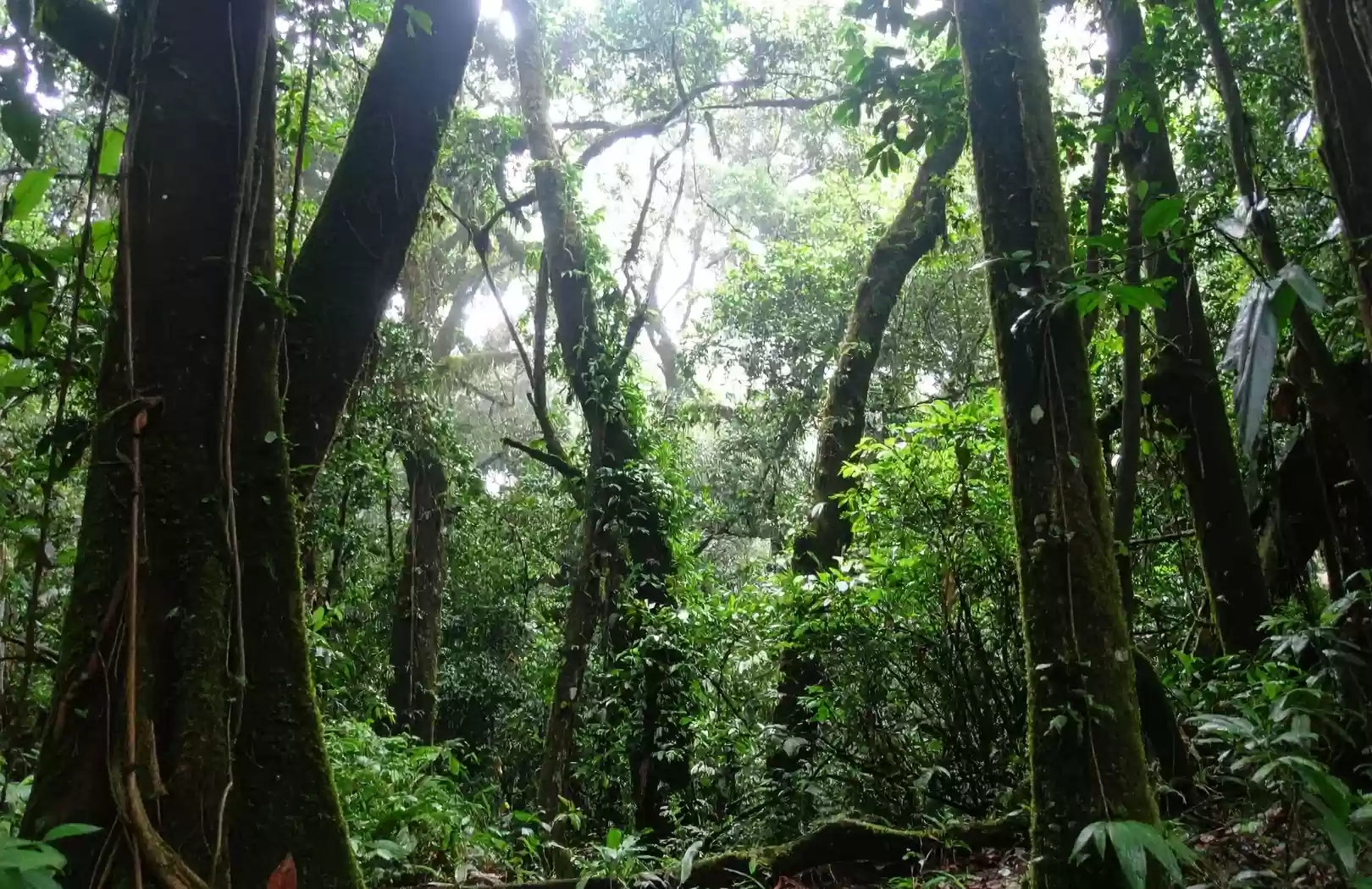 Forêt Tropicale & Orangs-Outans de Sumatra