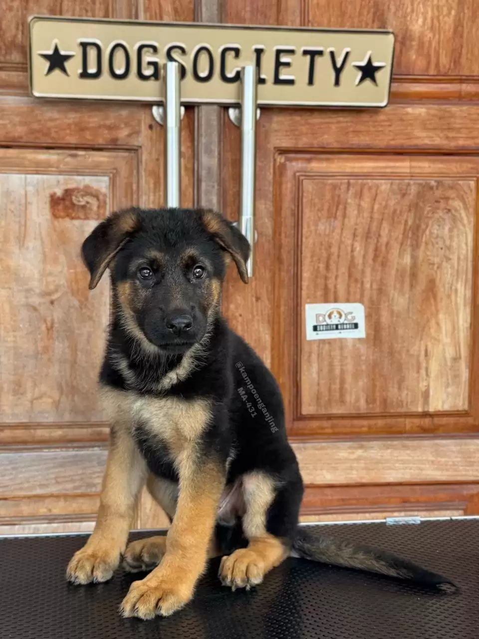 German Shepherd male 431