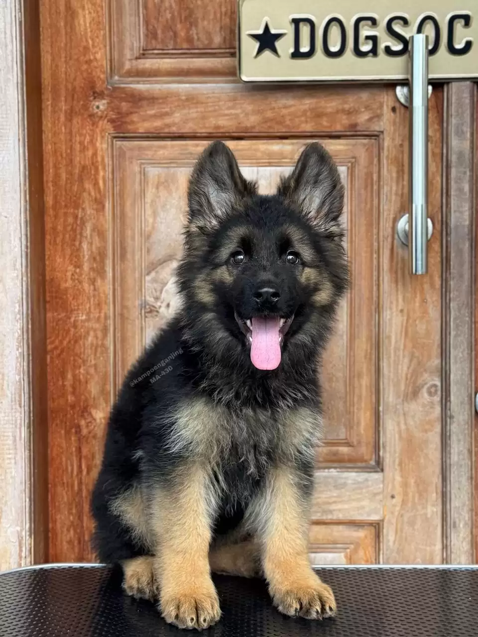 German Shepherd male 430