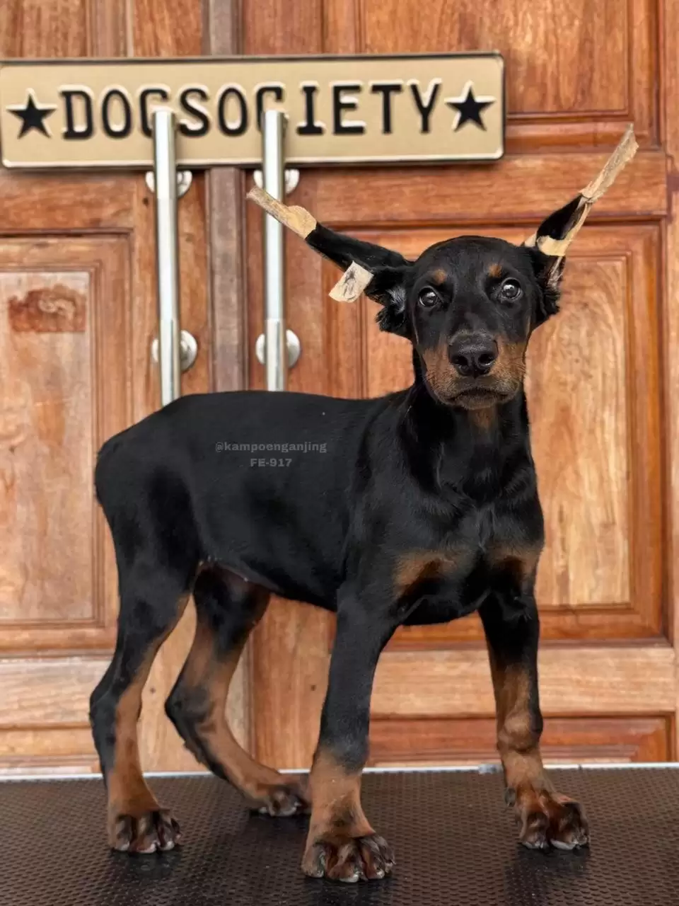 Doberman Pinscher female 917