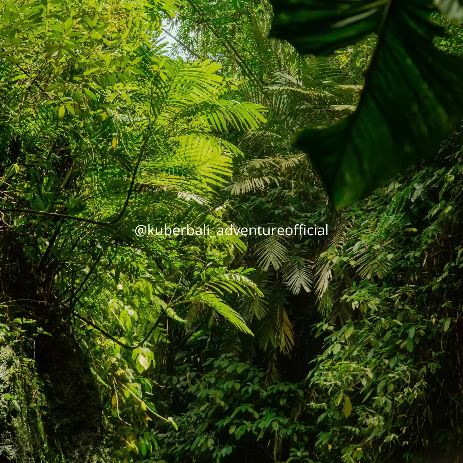 The Ultimate Kuber Jungle Ride