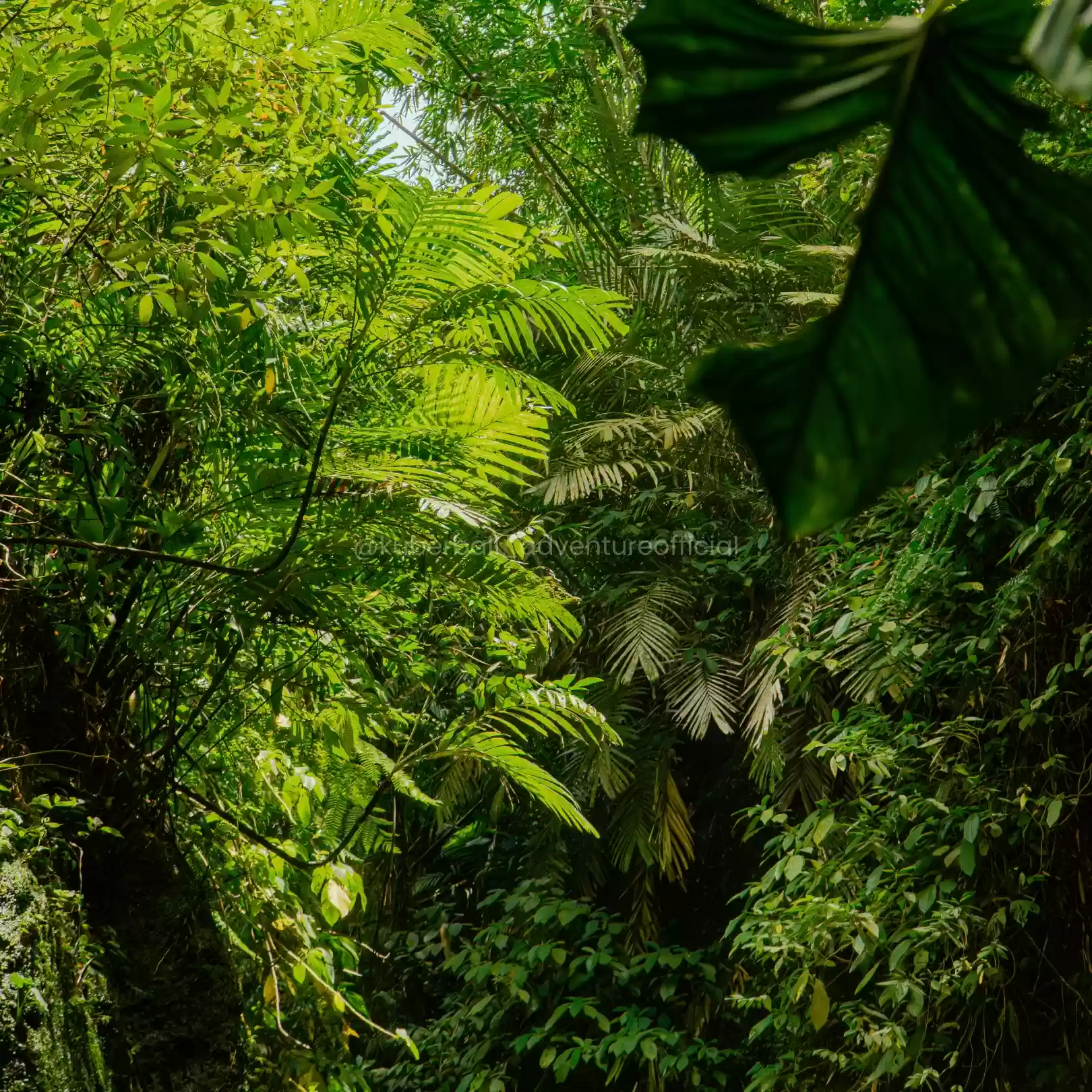 The Ultimate Kuber Jungle Ride0