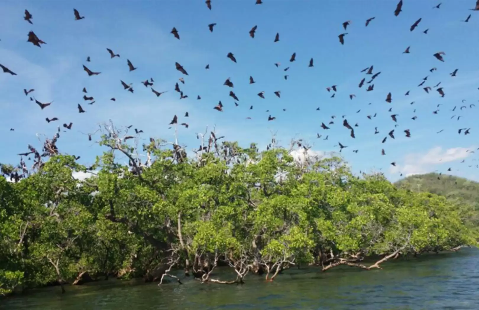 Komodo Speed Boat - Full Day Trip 8 Destination