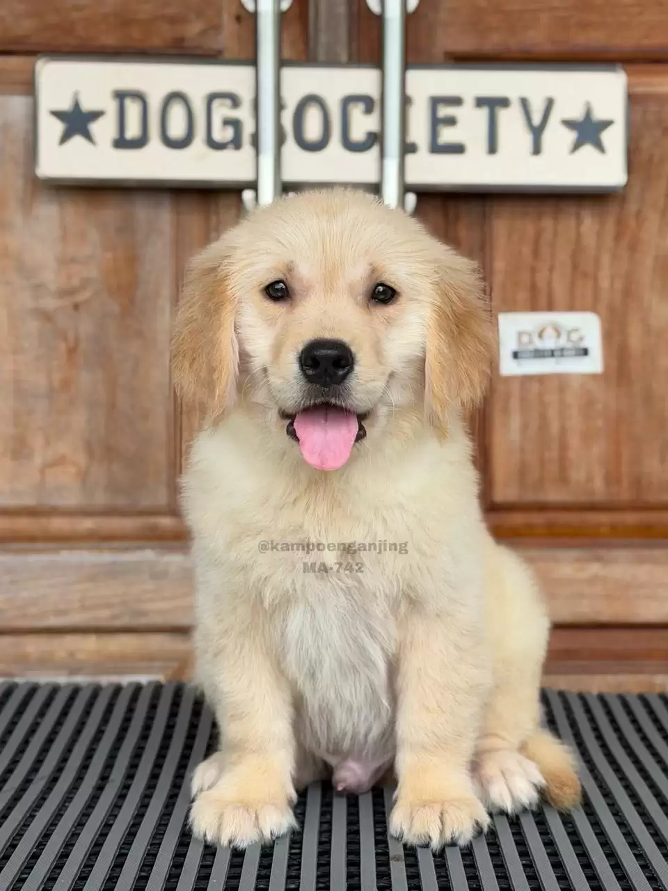 Golden Retriever  male 742