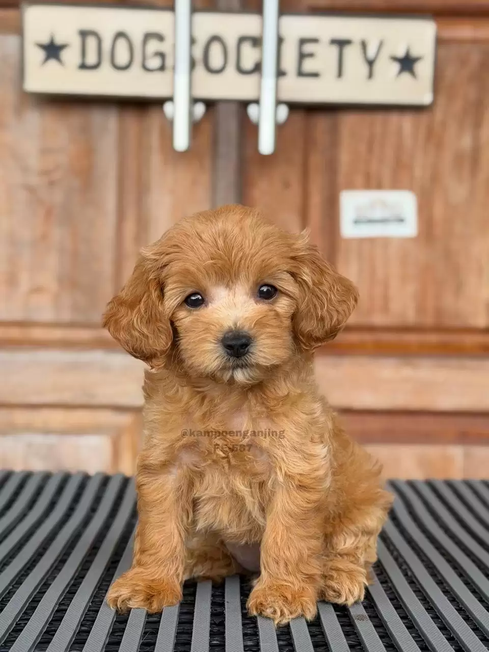 POOCHON female 567