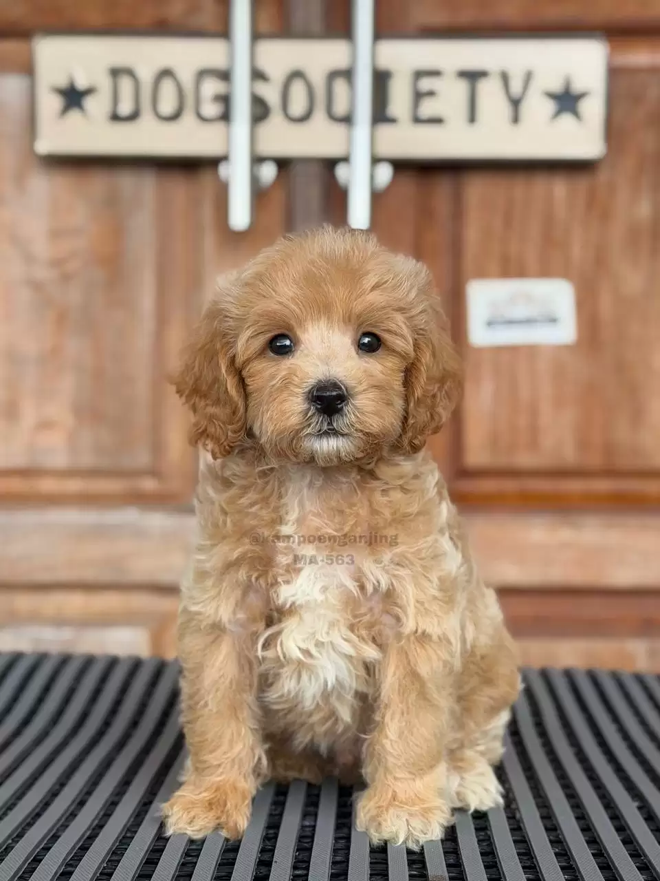 POOCHON male 563