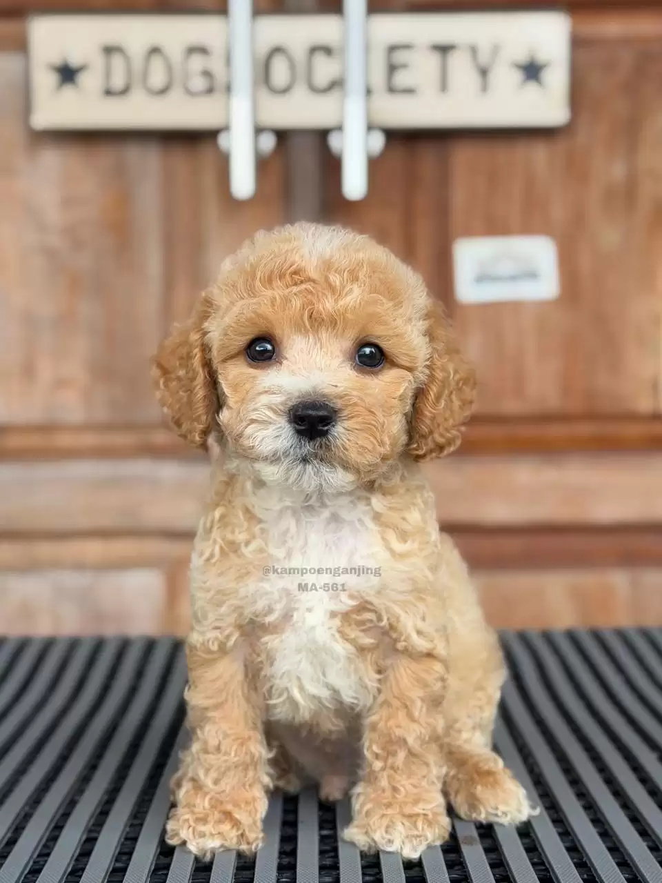 POOCHON male 561
