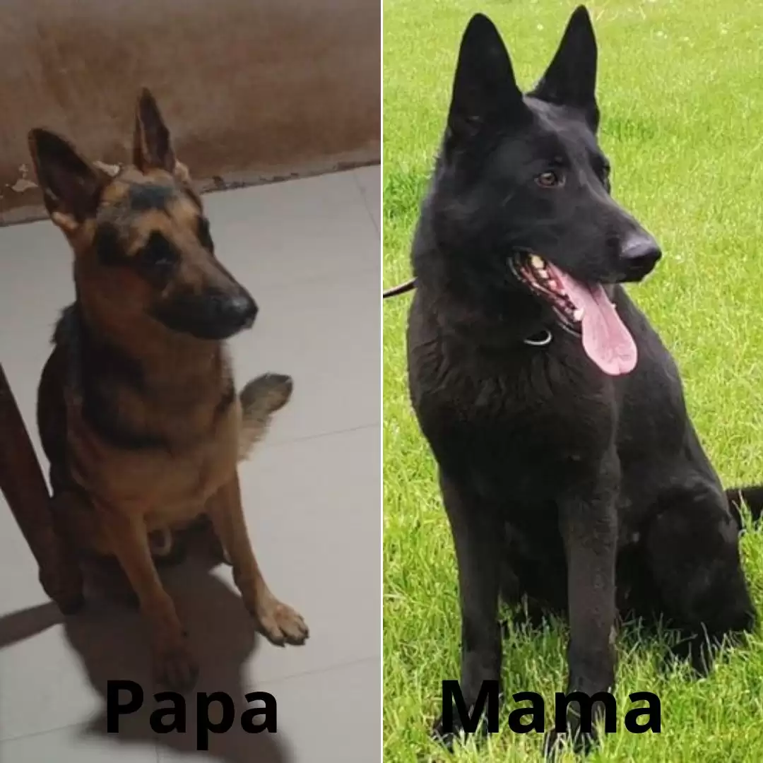 Coming Soon German Shepherd All Black 