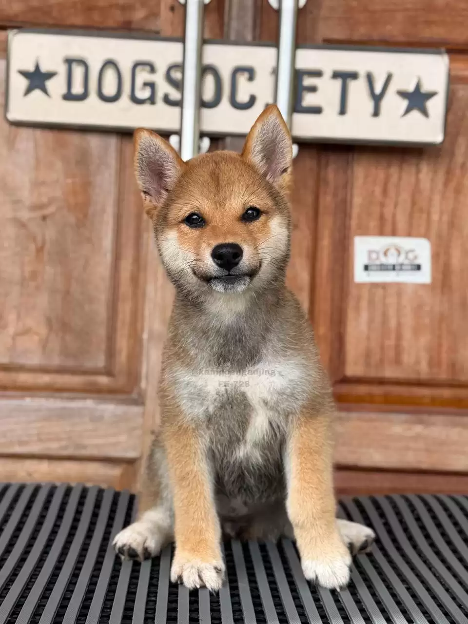 Shiba Inu female 728