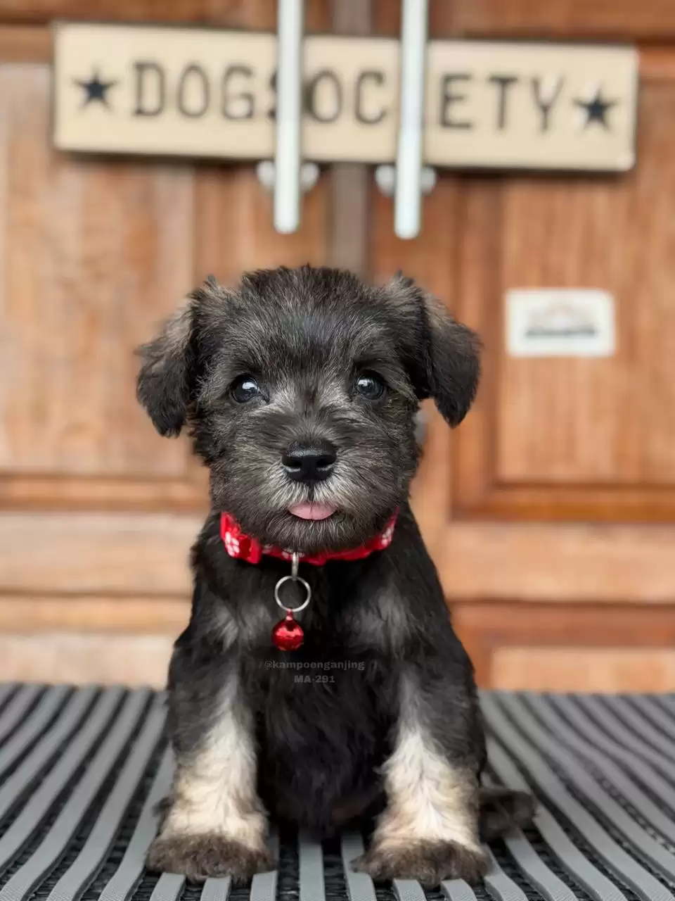 Schnauzer male 291