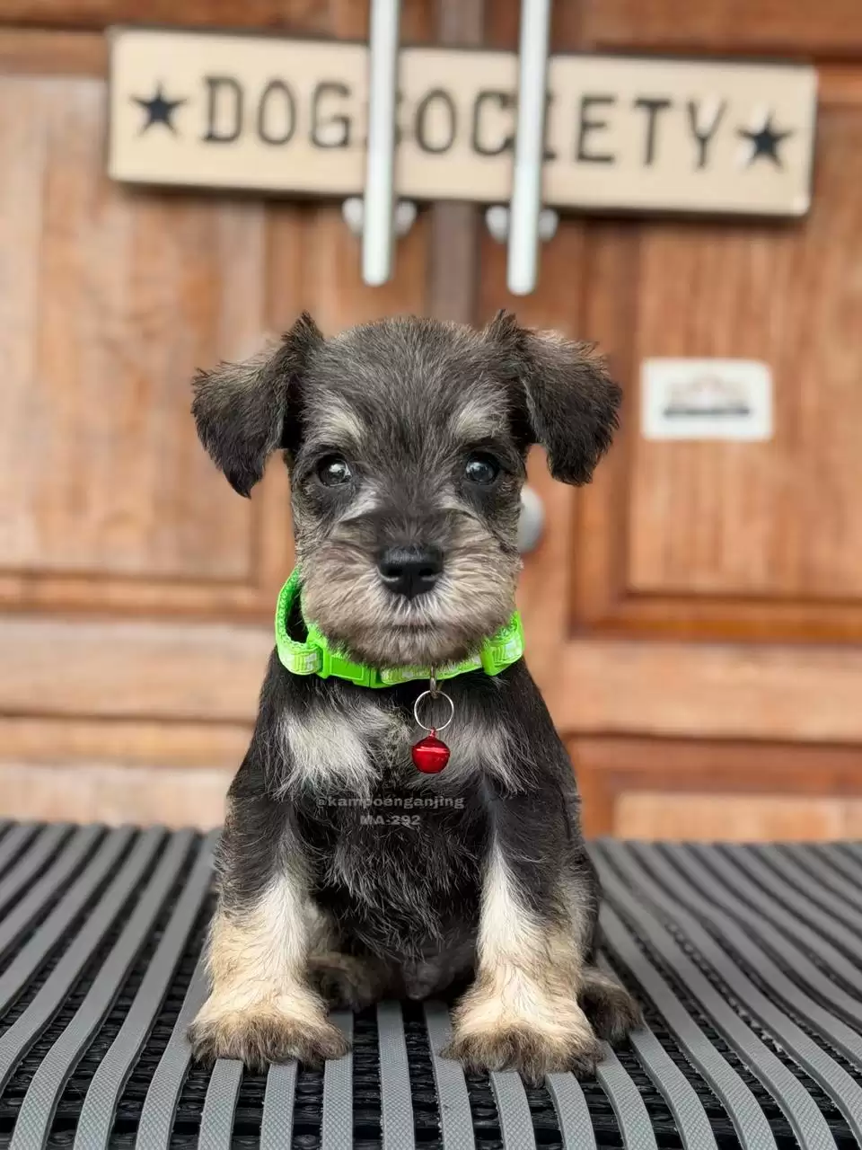 Schnauzer male 292